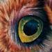 Tattoos - An owl - 58843